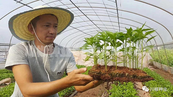 川椒种业：辣椒苗期管理的九大关键技术