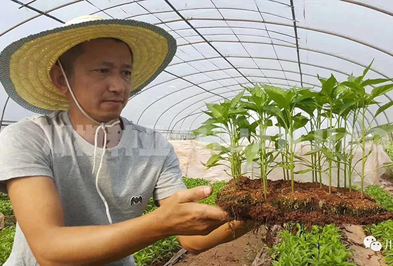 川椒种业：辣椒苗期管理九大技术
