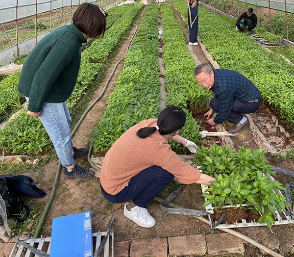 川椒种业-2020年川椒富顺科研基地品种定植汇报