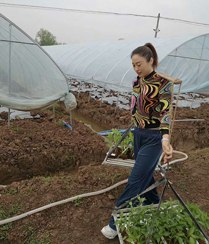 川椒种业-2020年川椒富顺科研基地品种定植汇报