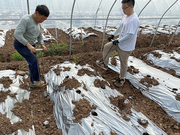 川椒种业-2020年川椒富顺科研基地品种定植汇报