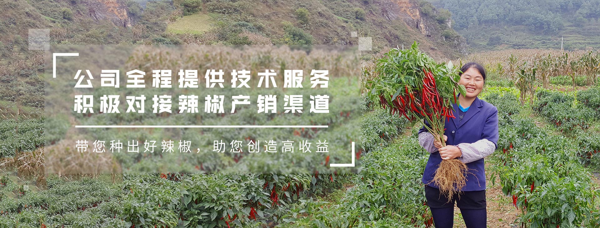 公司全程提供技术服务，积极对接产销渠道，带您种出好辣椒，助您创造高收益