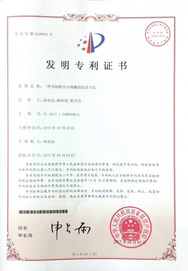 一种吊柄簇生小辣椒的选育方法