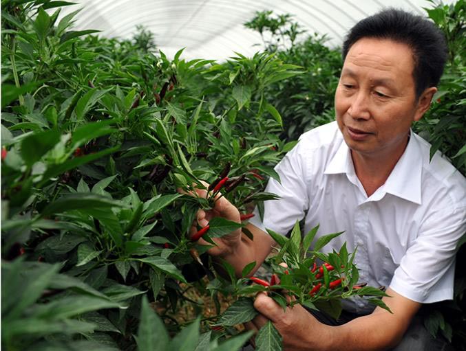 陈炳金