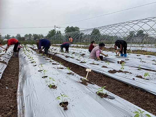 川椒种业-2021年川椒富顺基地科研品种定植汇报
