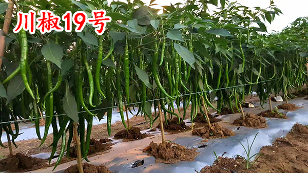 川椒19号