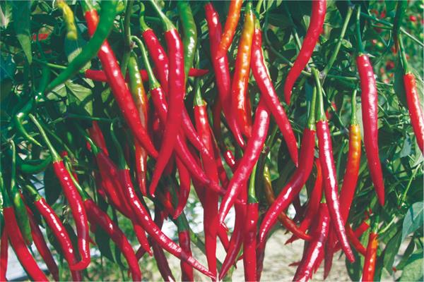 丘北贡椒.jpg