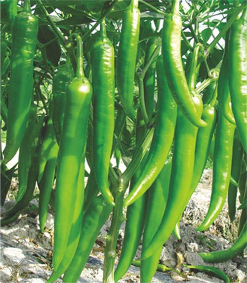 新尖椒4号