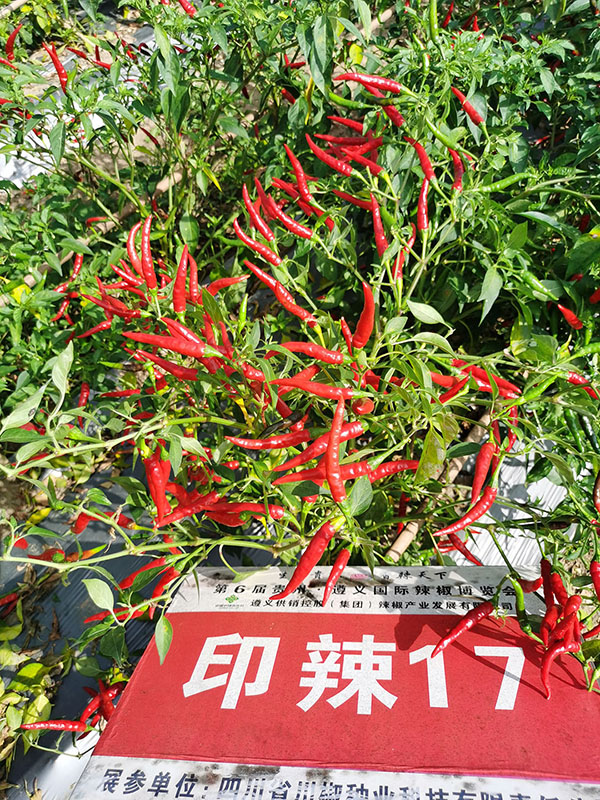 川椒种业-印辣17