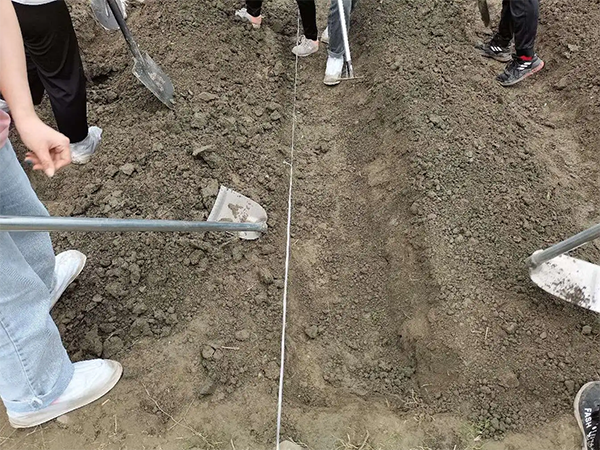 川椒种业-辣椒地膜覆盖栽培