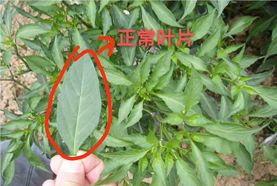 川椒种业：辣椒生长过程中的需肥量及施肥禁忌