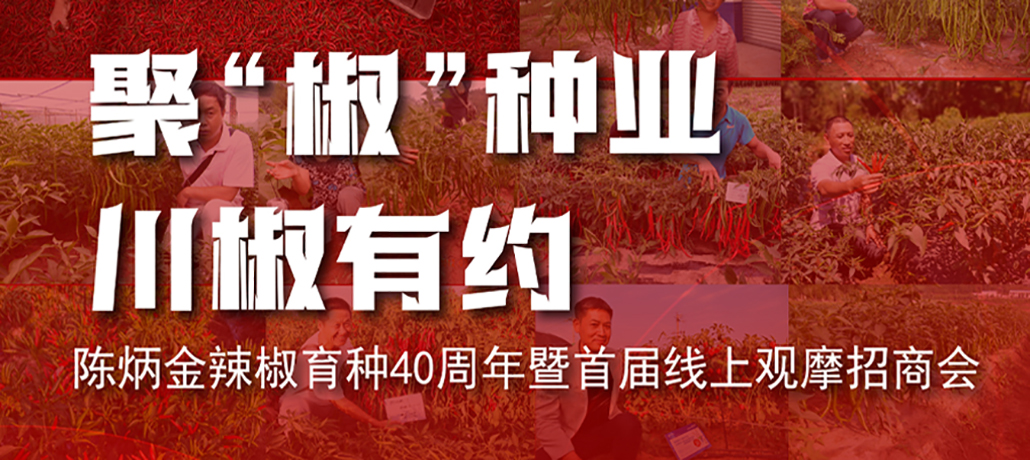 百万扶持，福利满满！创始人陈炳金先生辣椒育种40周年暨首届线上产品观摩招商会即将启动！