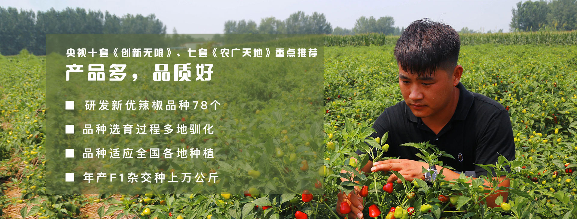 产品多，抗性好。32年64季代选育10大类辣椒新优品种78个，品种育种多地驯化，抗性好适应全国各地种植；每年生产辣椒种子上万公斤