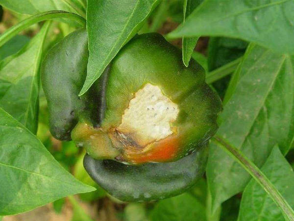 日灼病