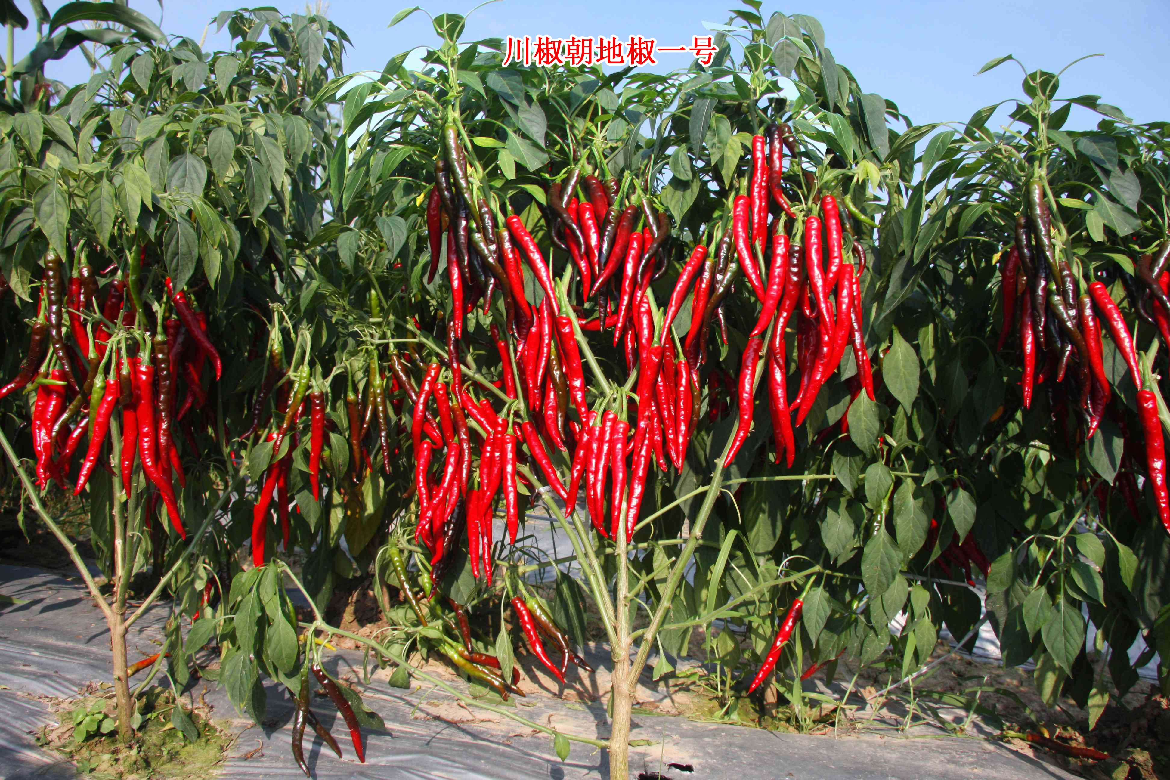 辣椒种植过程中的施肥要点