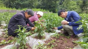 辣椒不同生长期要如何正确进行浇水？