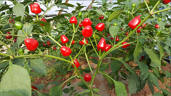 灯笼椒种植技巧