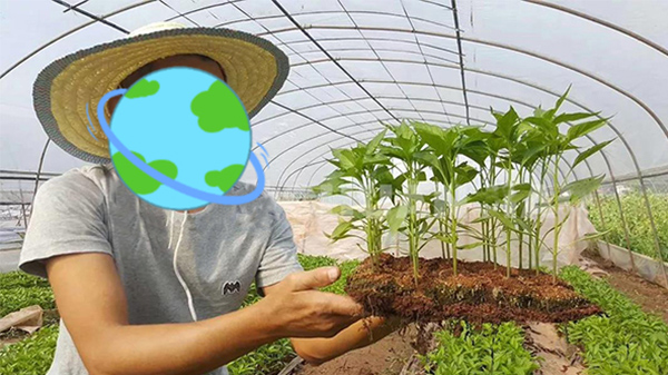 辣椒想要高产，学会有效育苗，赢在起跑线