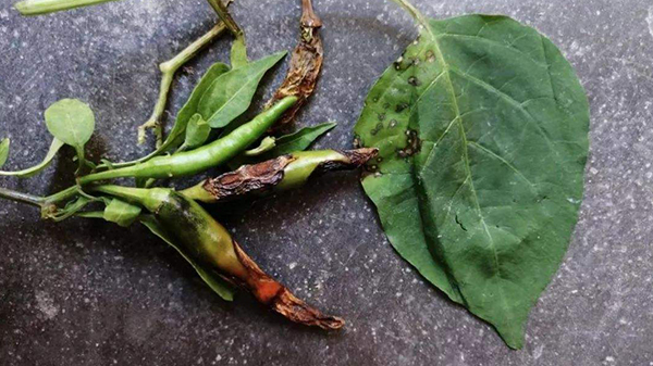 四种辣椒病虫害的症状及防治措施