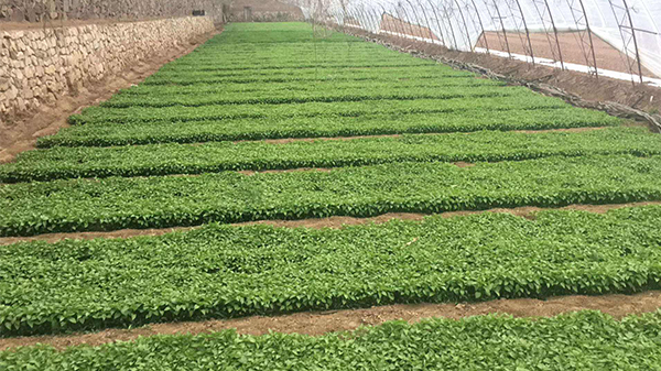川椒种业：辣椒种植方法和技巧分享