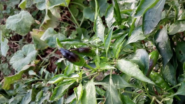 川椒种业：辣椒异常变紫，小心是病毒引起