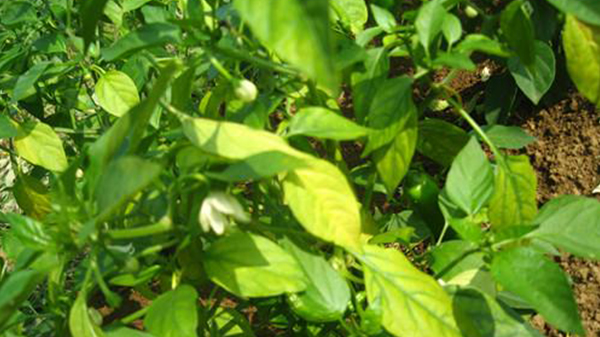 辣椒缺硼症状