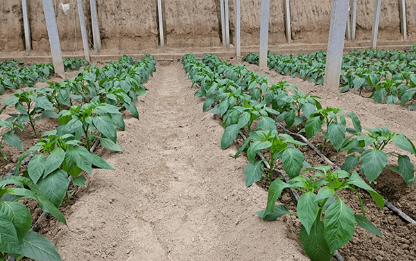 川椒种业：辣椒苗定植的影响因素有哪些？