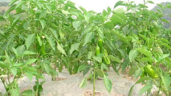 重茬辣椒危害