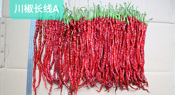 川椒长线A：辣椒种植领域的璀璨明星