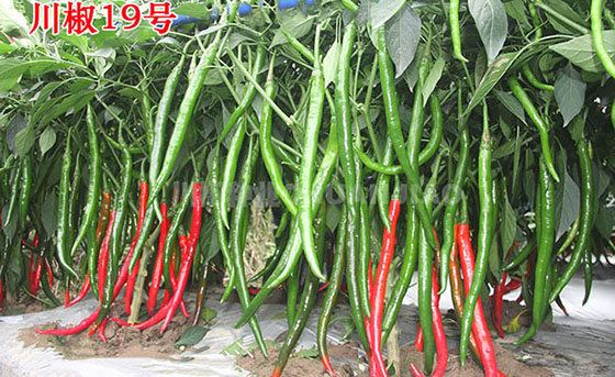 秋延后辣椒种子的种植技术你知道吗？跟着川椒种业种辣椒，种出秋季好辣椒！