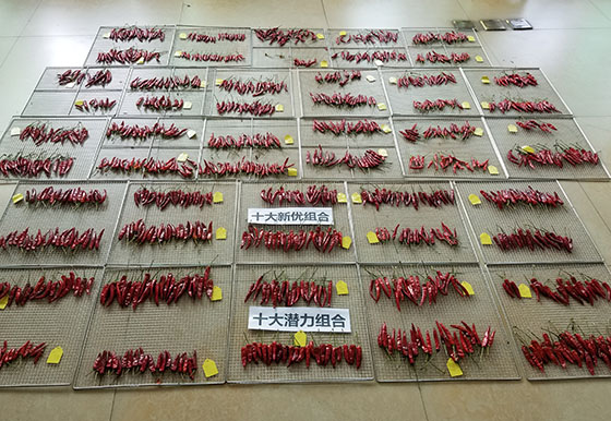 川椒种业完成2024-2025年度春季簇生朝天椒新优组合品选工作