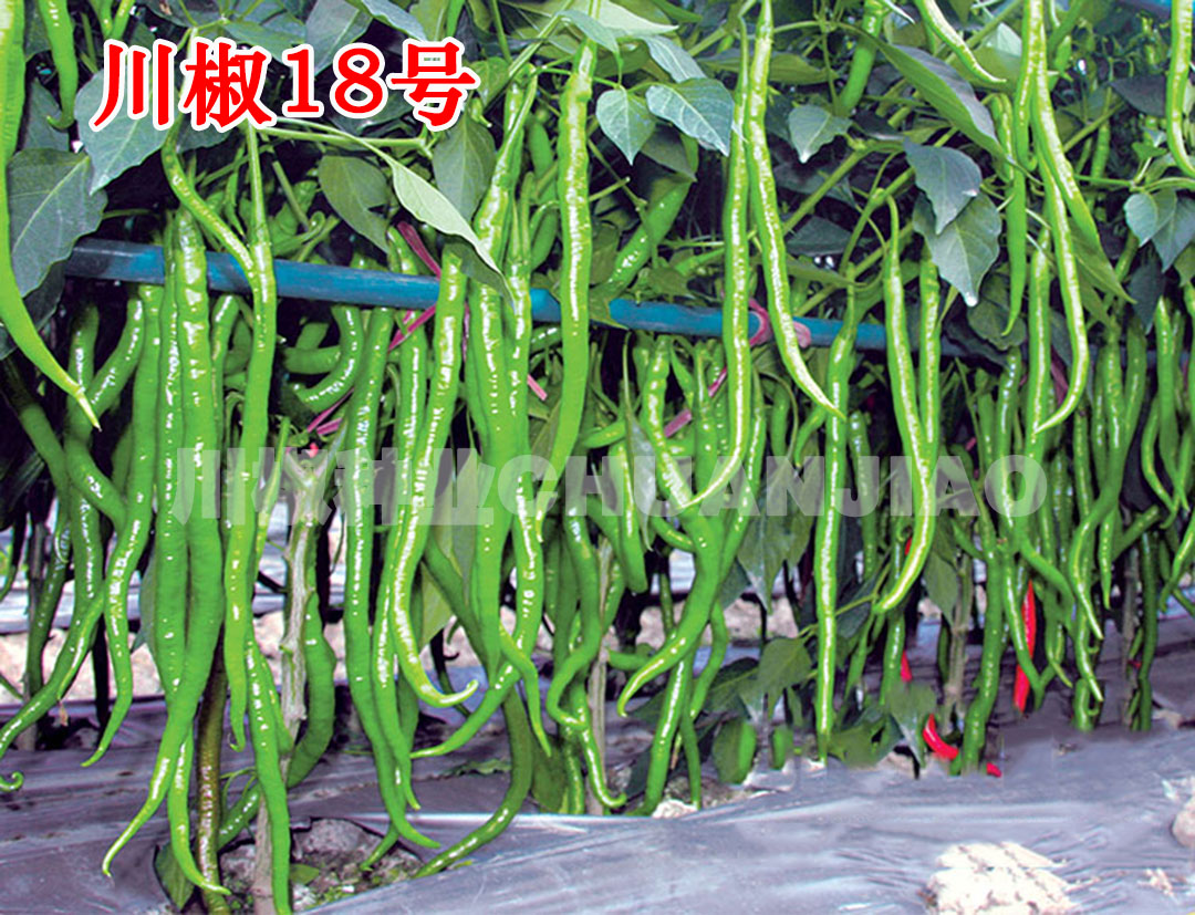 川椒18号-川椒种业