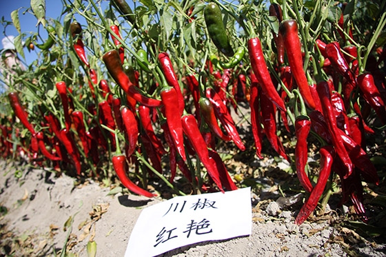 川椒种业：辣椒栽培技术的田间管理对高产的关键影响