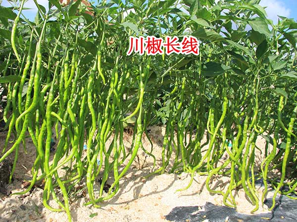川椒长线-川椒种业