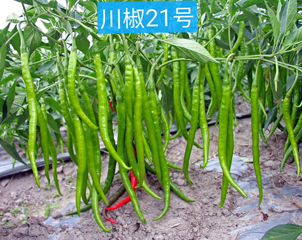 川椒21号-川椒种业 川椒21号-川椒种业