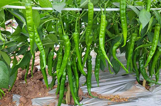 川椒种业：科学带领辣椒种植技术与管理新篇章
