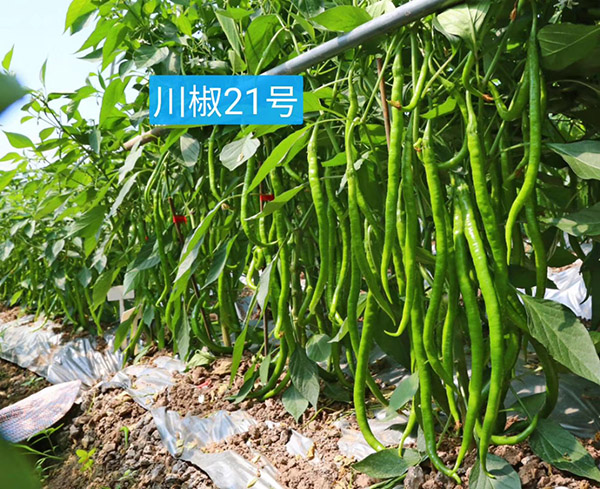川椒21号-川椒种业 川椒21号-川椒种业
