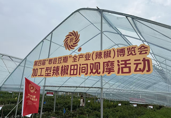 川椒种业优质品种亮相第四届“郫县豆瓣”辣椒博览会田间观摩活动