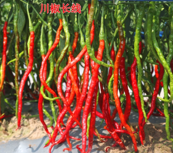 川椒种业：干制辣椒采收技术及区域特点分析