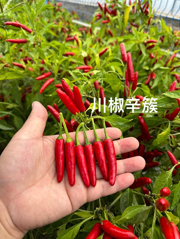 川椒辛簇