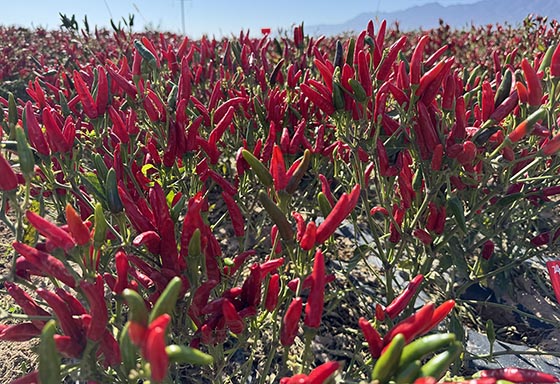 川椒种业：簇生朝天椒品种适合哪些地方种植呢？