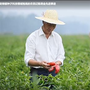 一个改变辣椒种子科技领域格局的农民——记陈炳金先进事迹