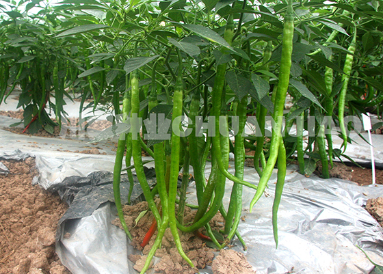 川椒种业：辣椒种子播种指南的专业建议与决策指南