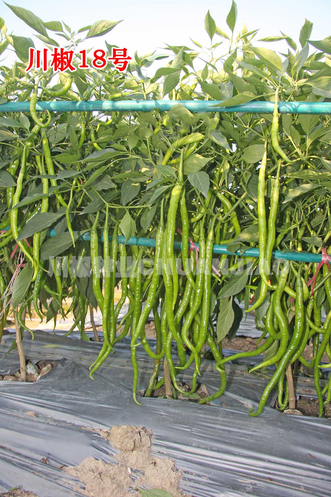 川椒18号-川椒种业