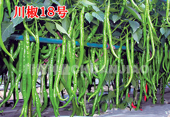 川椒种业：催芽播种如何提高辣椒种子的抗性?