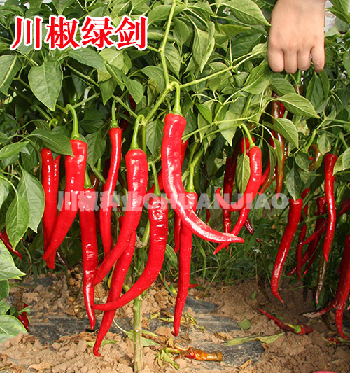 川椒绿剑7.jpg