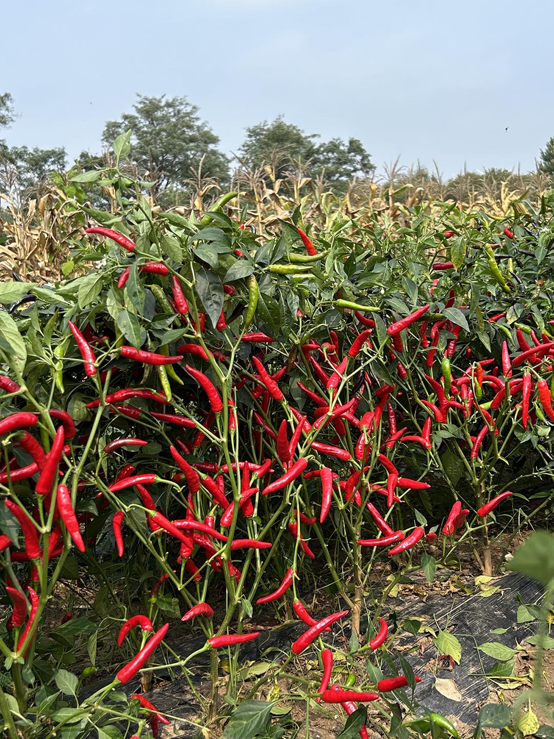 川椒221-川椒种业 川椒221-川椒种业