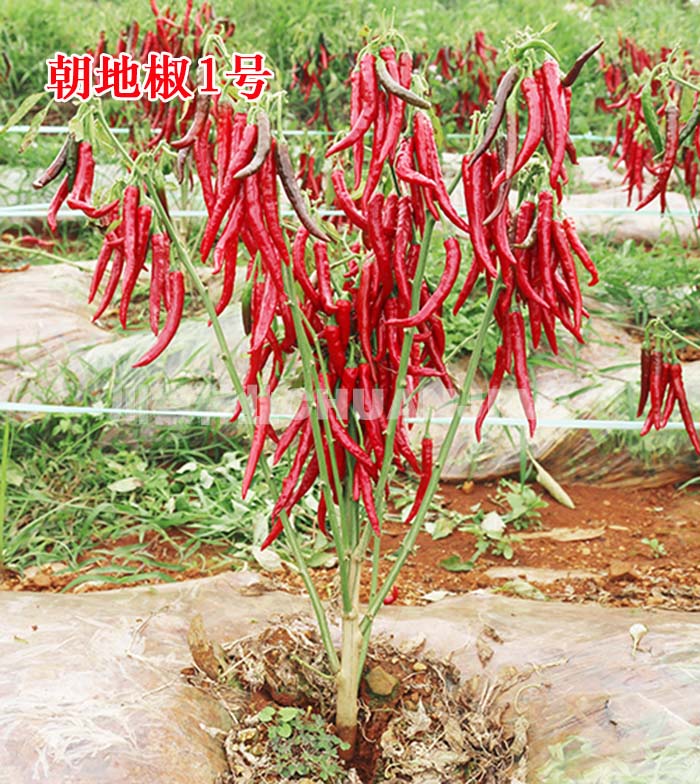 朝地椒1号-川椒种业 朝地椒1号-川椒种业