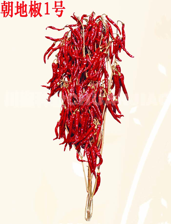 朝地椒1号-川椒种业 朝地椒1号-川椒种业
