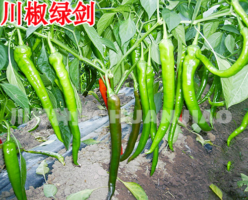 川椒绿剑-川椒种业